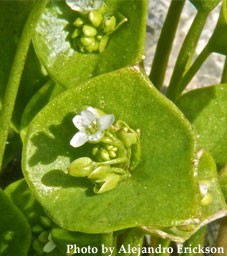 Miner's Lettuce
